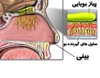 بویایی